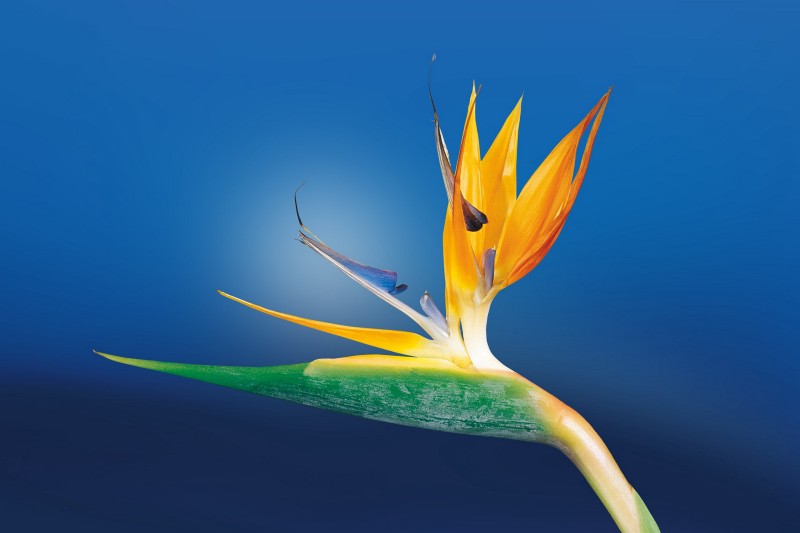 a flower called a bird of paradise or caudata